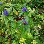 Gentiana clausa Квітка