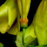 Odontadenia macrantha Froito