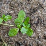 Callitriche stagnalis Leaf