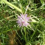 Centaurea calcitrapa Flor