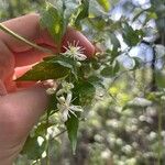 Clematis ligusticifolia Flor