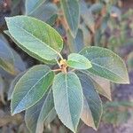 Aristotelia chilensis Fuelha