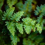 Selaginella willdenowii Лист