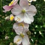 Eriocapitella hupehensis Λουλούδι