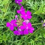 Verbena tenera 花