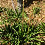 Yucca rupicola Habit