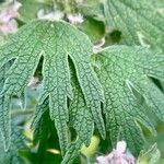 Leonurus quinquelobatus Hoja