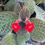Episcia cupreata Flower