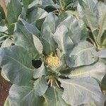 Brassica oleracea Frukto