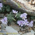 Viola diversifolia عادت داشتن