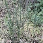 Allium vineale Blad