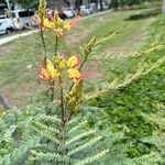 Erythrostemon gilliesii Virág