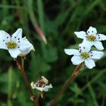 Micranthes californica Flor