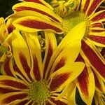 Chrysanthemum indicum Flower