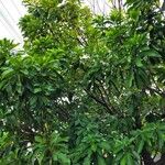 Pouteria caimito Leaf