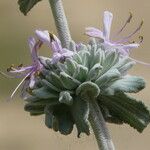 Salvia leucophylla फूल