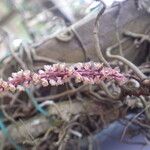 Rhipidoglossum rutilum Flower