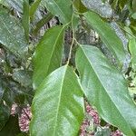 Ruptiliocarpon caracolito Leaf