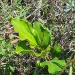 Euclea divinorum Leaf