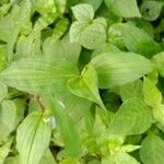 Commelina benghalensis 葉