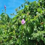 Cryptostegia madagascariensis Habit