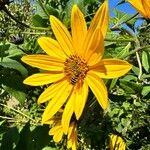 Helianthus tuberosusFlower