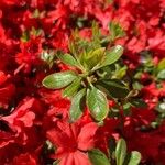 Rhododendron japonicum List