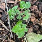 Hepatica acutiloba ᱥᱟᱠᱟᱢ