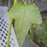 Hibiscus striatus Leaf