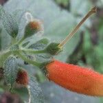 Kohleria tubiflora Kwiat