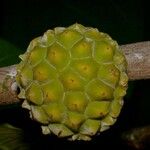 Castilla elastica Fruchs
