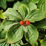 Cornus canadensis Frugt