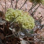 Eriogonum robustum Květ