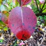 Viburnum prunifolium Leaf