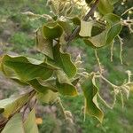 Pterostyrax corymbosus List