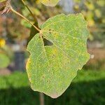 Populus × canescens ᱥᱟᱠᱟᱢ