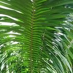 Elaeis oleifera Hoja