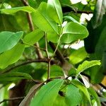 Xylocarpus granatum List