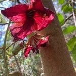 Kigelia africana फूल