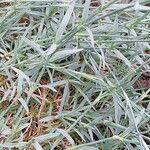 Dianthus plumarius Fuelha