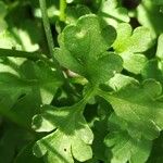 Cardamine plumieri Likasa