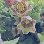 Codonopsis lanceolata Flor