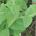 Salvia coccinea Blatt