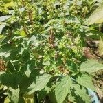 Ocimum campechianum List