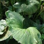 Gunnera perpensa Лист