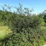 Prunus spinosa Alkat (teljes növény)