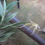 Angraecum angustum Staniste