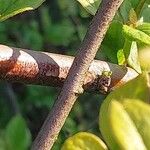 Cotoneaster obscurus Corteza