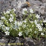 Arenaria ligericina Habit