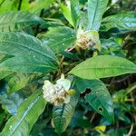 Psychotria urbaniana Плод